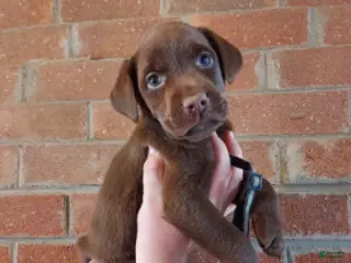 Labrador Retriever dogs for sale: Bounty - Ad 4