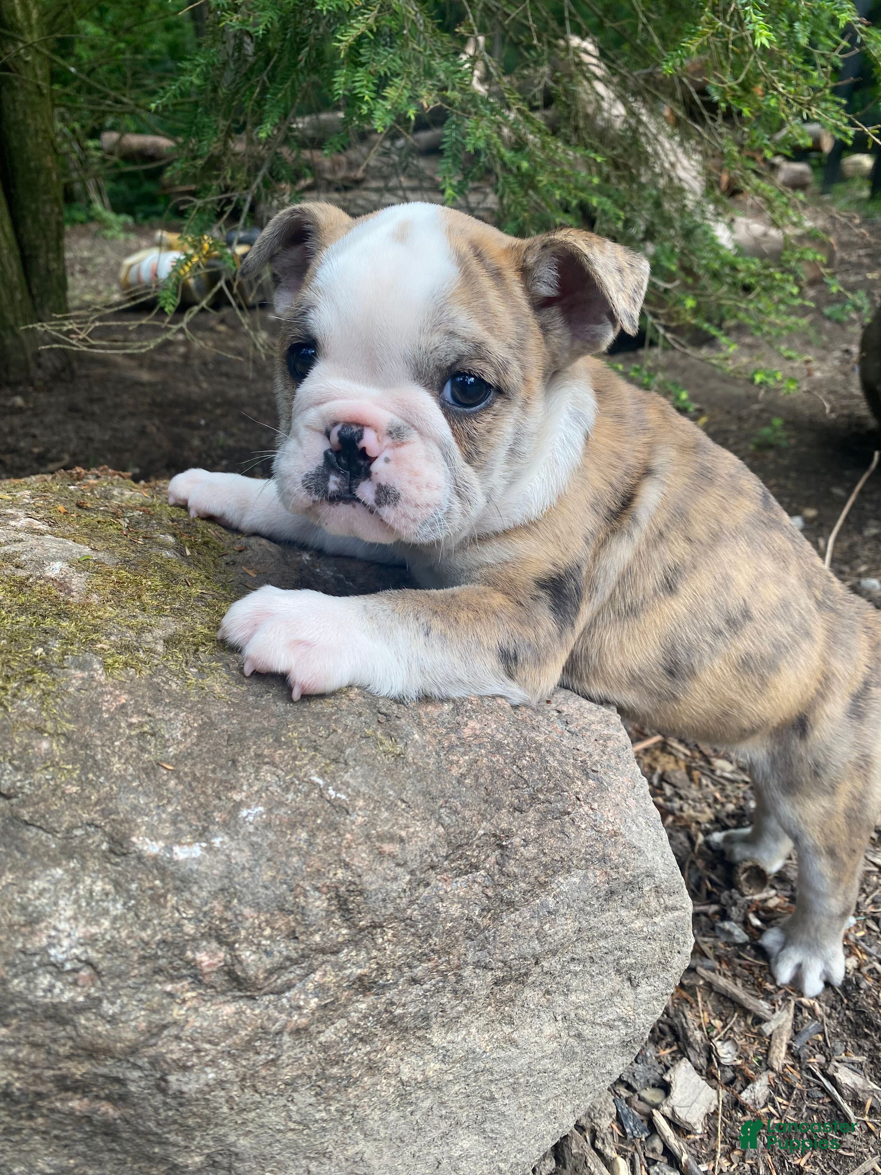 Mixed Breed dogs Billy - Ad 2