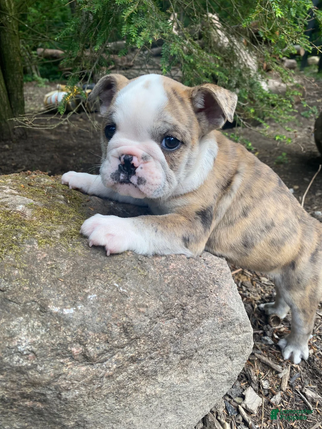 Mixed Breed dogs for sale: Billy - Ad 2