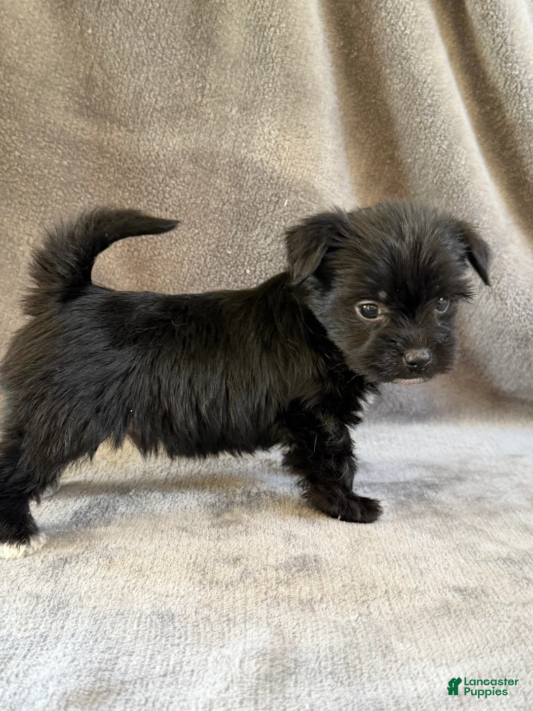 Morkie dogs for sale: Dustin - Ad 2
