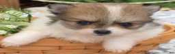 Pomeranian dogs for sale: Maggie - Ad 4