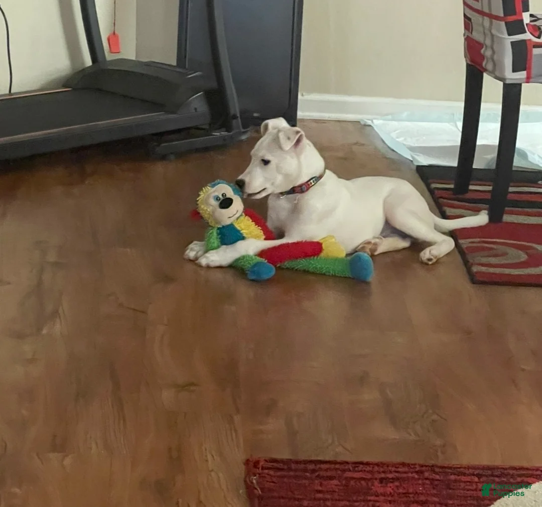 Bull Terrier dogs for sale: Bull Terrier Puppy 1 - Ad 2