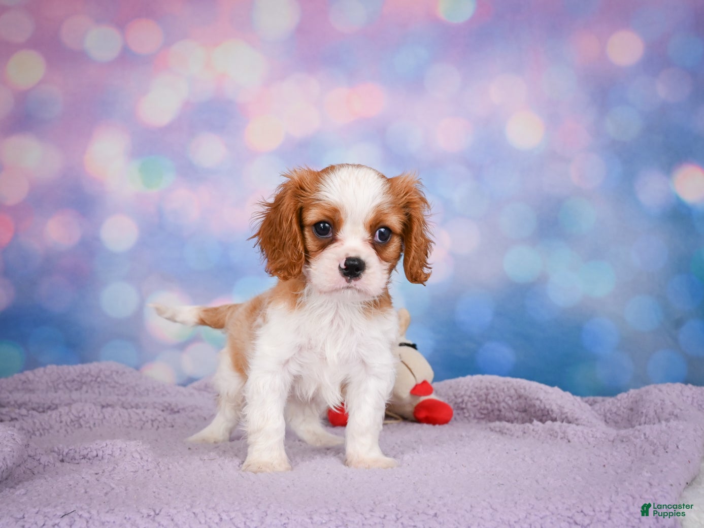 Cavalier King Charles Spaniel dogs Alex - Ad 1