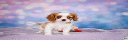 Cavalier King Charles Spaniel dogs for sale: Alex - Ad 6