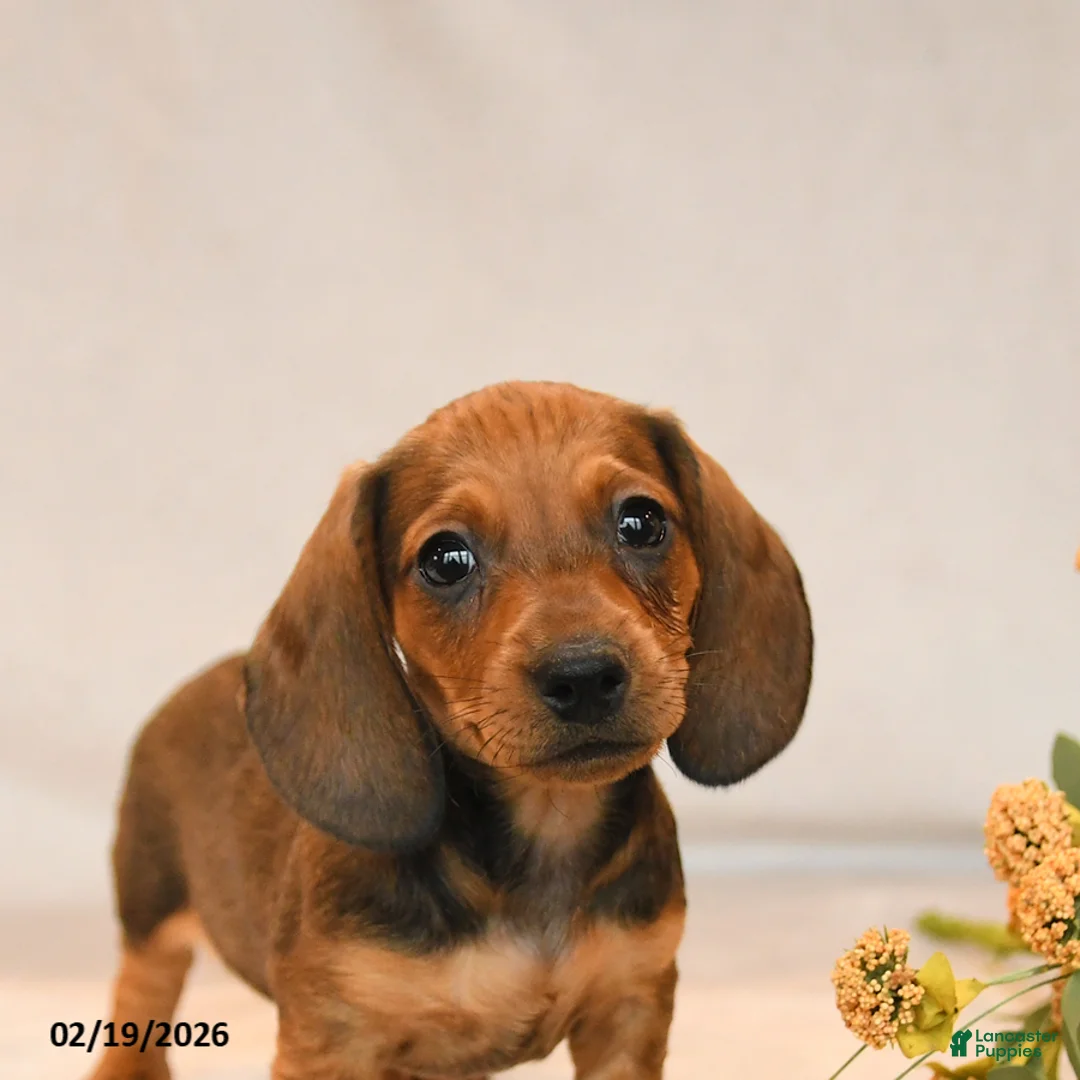 Miniature Dachshund dogs for sale: Oscar - Ad 4