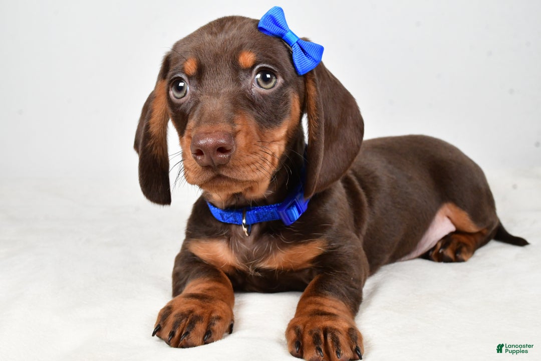 Miniature Dachshund dogs for sale: Kendall - Ad 7
