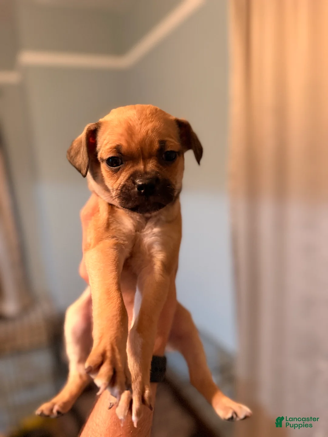 Mixed Breed dogs for sale: Chug 4 - Ad 2