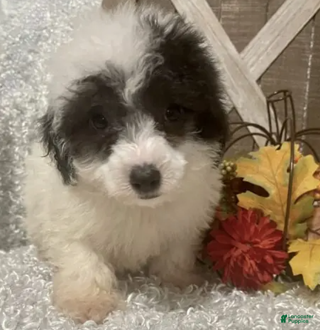 Toy Poodle dogs for sale: Cookie - Ad 4