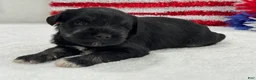 Miniature Schnauzer dogs for sale: Marsha Male 4 - Ad 4
