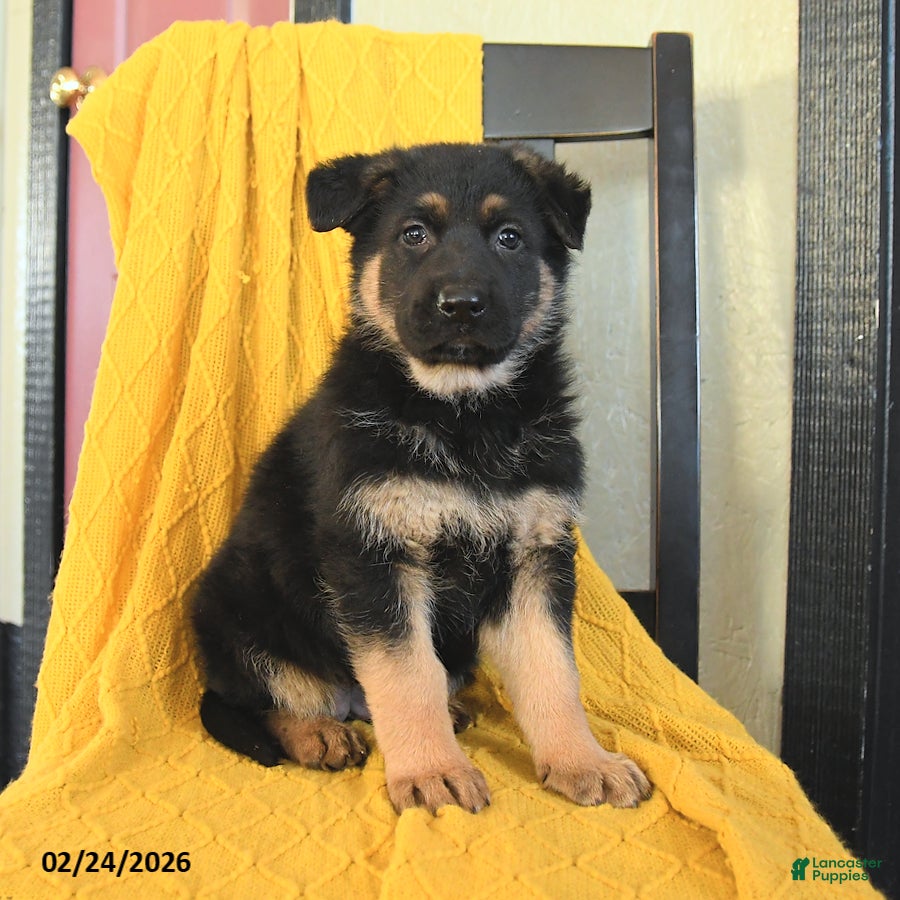 German Shepherd dogs Ginger - Ad 1