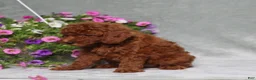 Miniature Poodle dogs for sale: Darcie - Ad 5