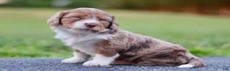 Mini Bernedoodle dogs for sale: Greta - Ad 3