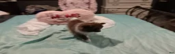 Pomeranian dogs for sale: Pomeranian 1 - Ad 3