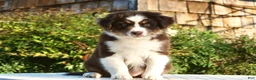 Australian Shepherd dogs for sale: Australian Shepherd Puppy 2 - Ad 2