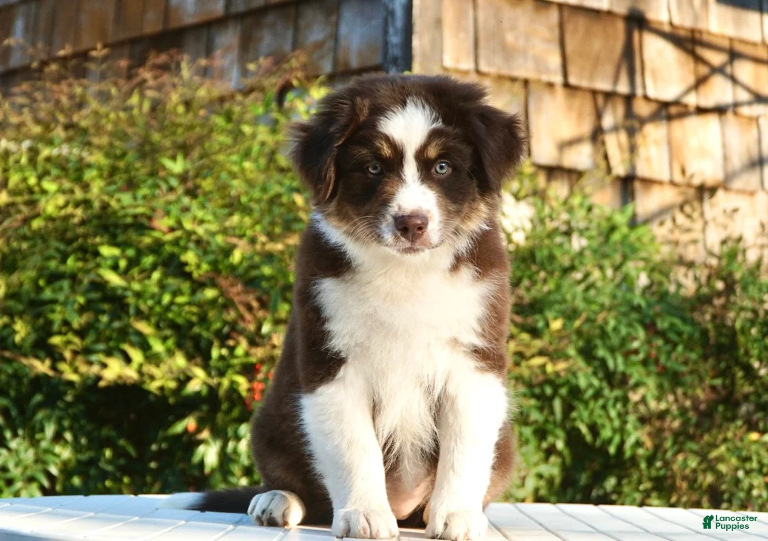 Australian Shepherd dogs for sale: Australian Shepherd Puppy 2 - Ad 2