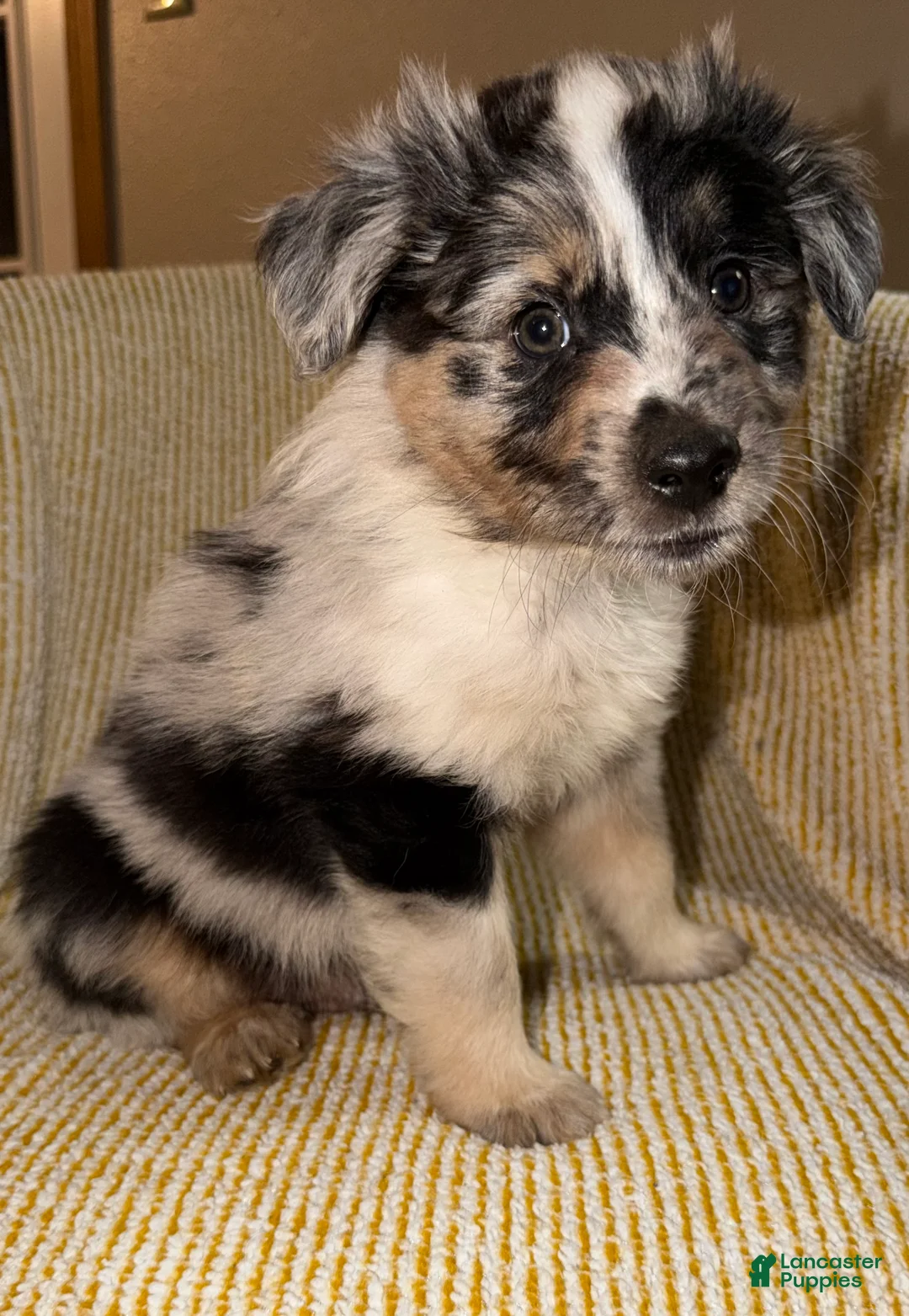 Miniature Australian Shepherd dogs for sale: Miniature Australian Shepherd Puppy 3 - Ad 1