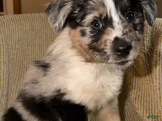 Miniature Australian Shepherd dogs Miniature Australian Shepherd Puppy 3 - Ad 12