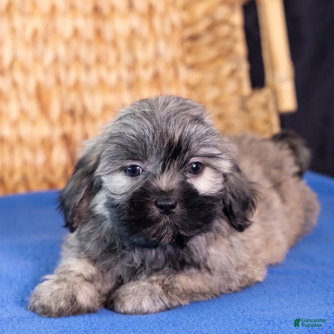 Teddy Bear dogs for sale: Liberty - Ad 1