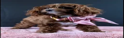 Maltipoo dogs for sale: Ruby - Ad 4