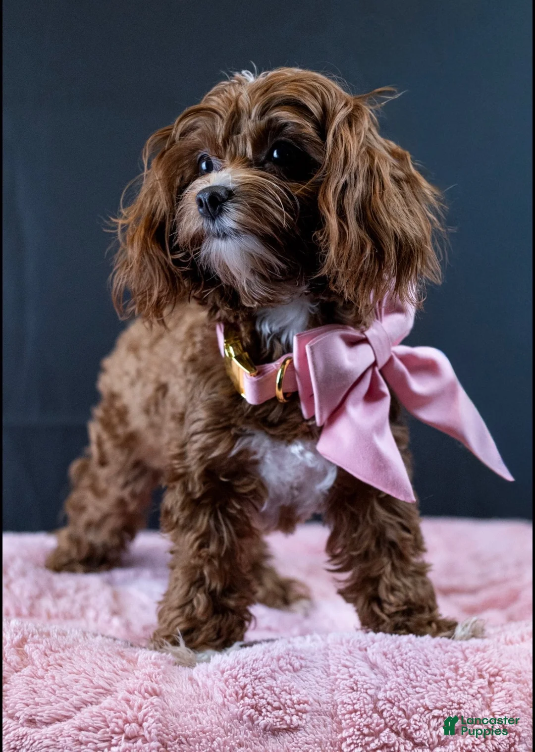 Maltipoo dogs for sale: Ruby - Ad 4