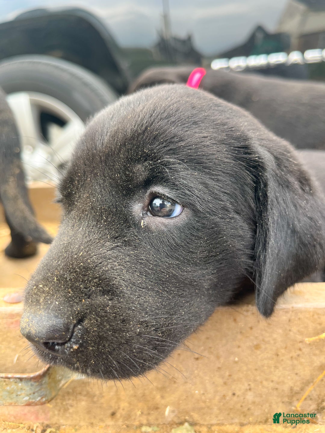Labrador Retriever dogs for sale: Labrador Retriever Puppy 3 - Ad 1