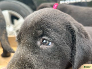 Labrador Retriever dogs Labrador Retriever Puppy 3 - Ad 35