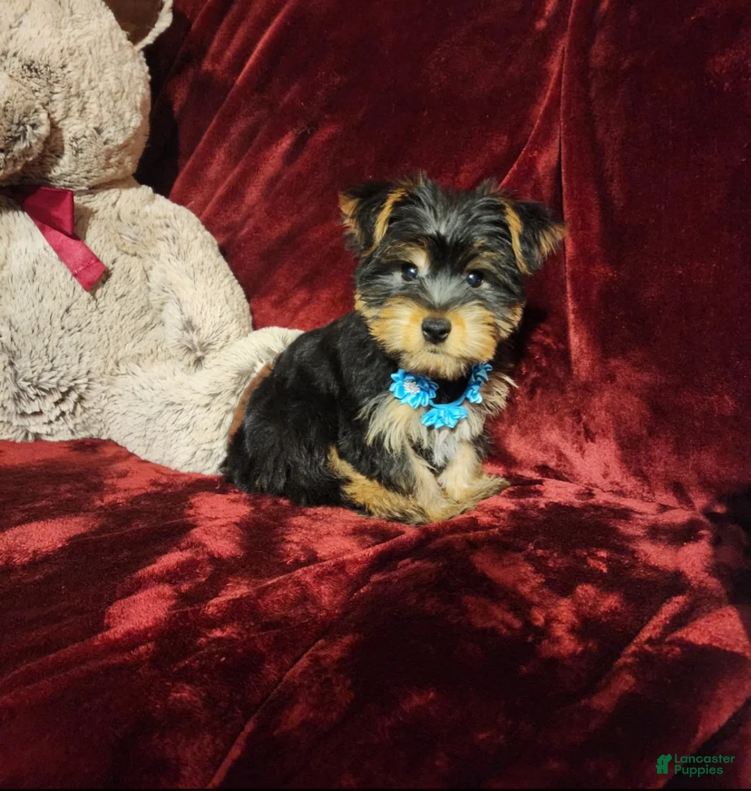 Yorkshire Terrier dogs for sale: LEGEND - Ad 2