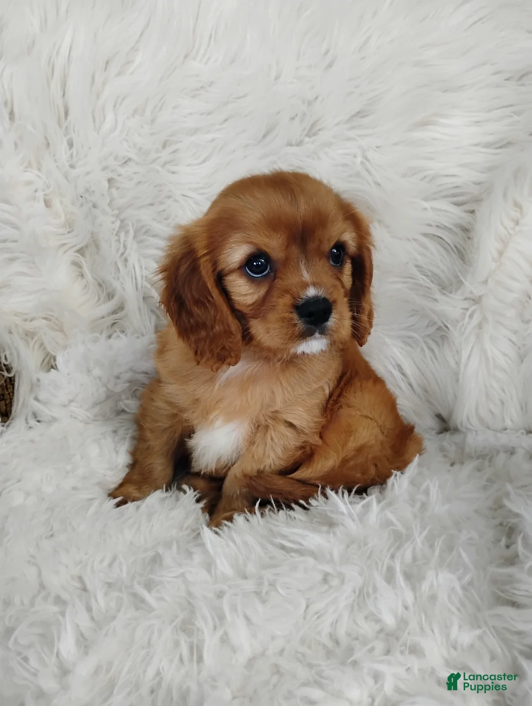 Cavalier King Charles Spaniel dogs for sale: Duke  - Ad 2