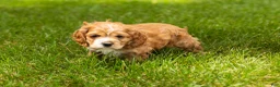 Cocker Spaniel dogs for sale: Gertie  - Ad 2