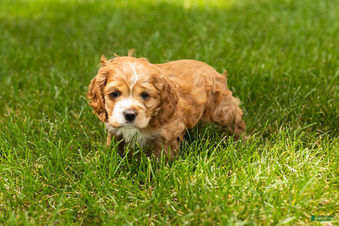 Cocker Spaniel dogs for sale: Gertie  - Ad 2