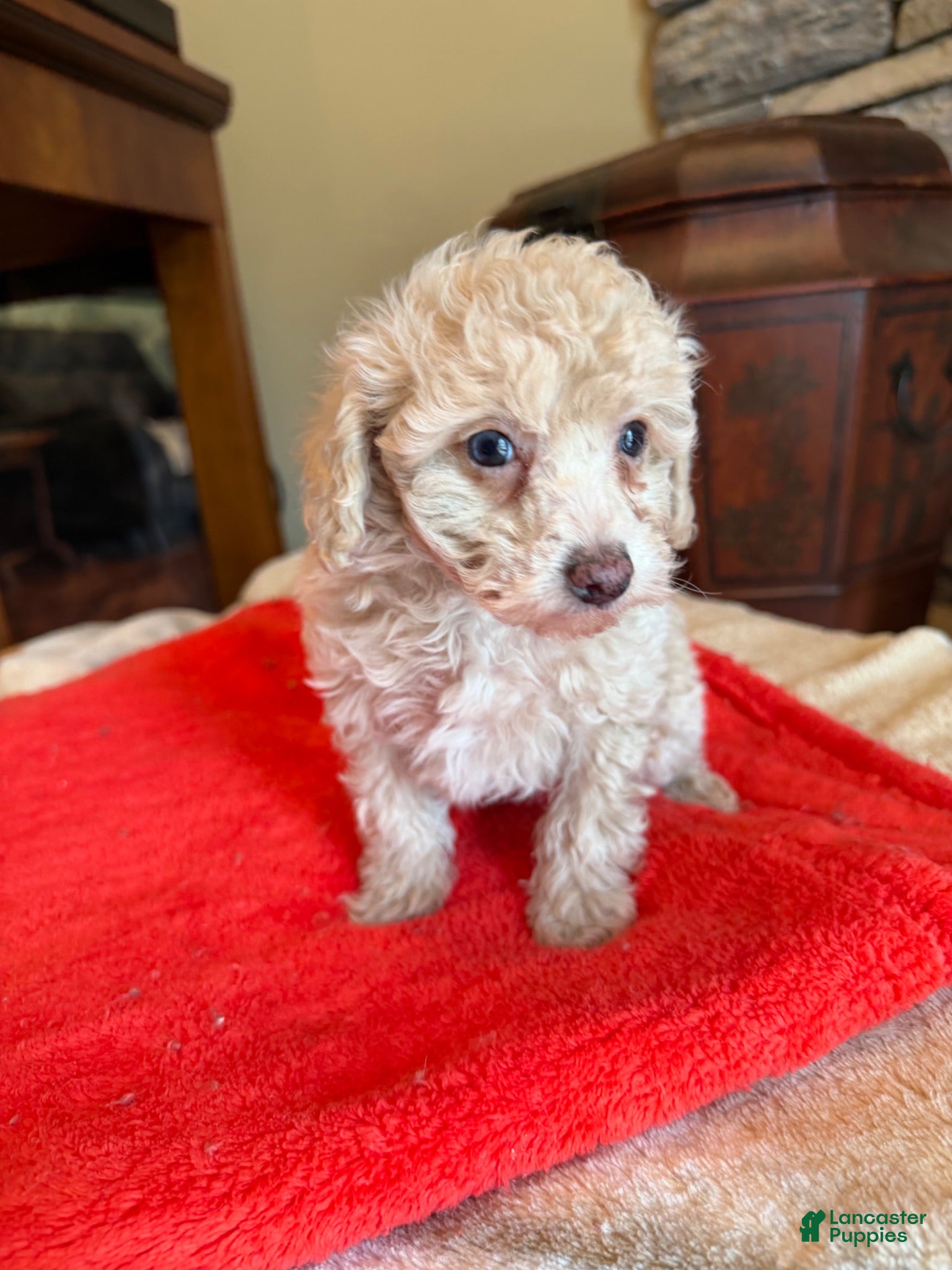 Miniature Poodle dogs Mia - Ad 1