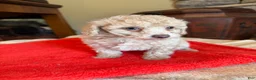 Miniature Poodle dogs for sale: Leeza - Ad 5