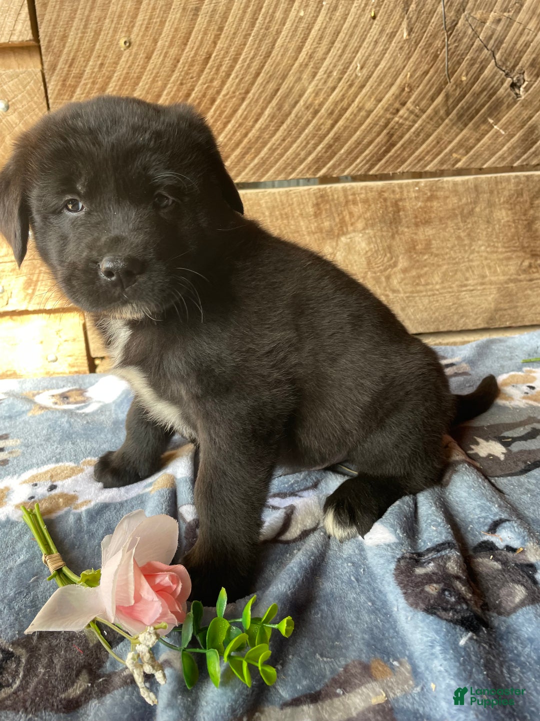 Mixed Breed dogs for sale: Aspen - Ad 2