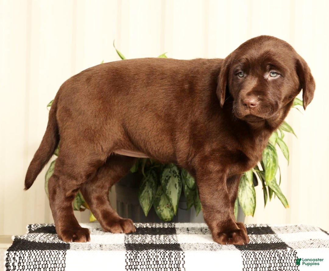 Labrador Retriever dogs for sale: Belle - Ad 8