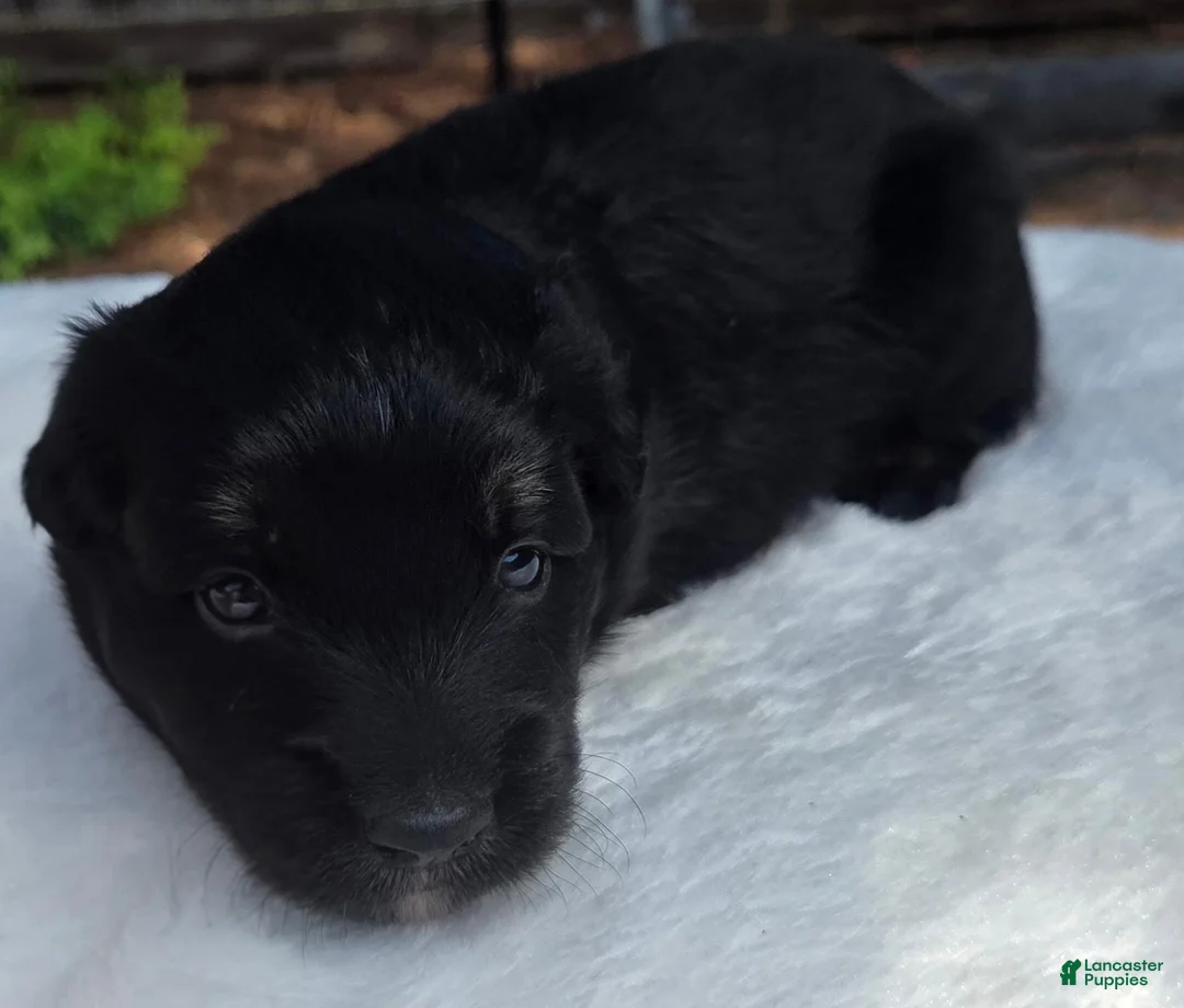 Australian Shepherd dogs for sale: Tan - Ad 2