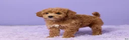 Mini Goldendoodle dogs for sale: Gracie - Ad 5