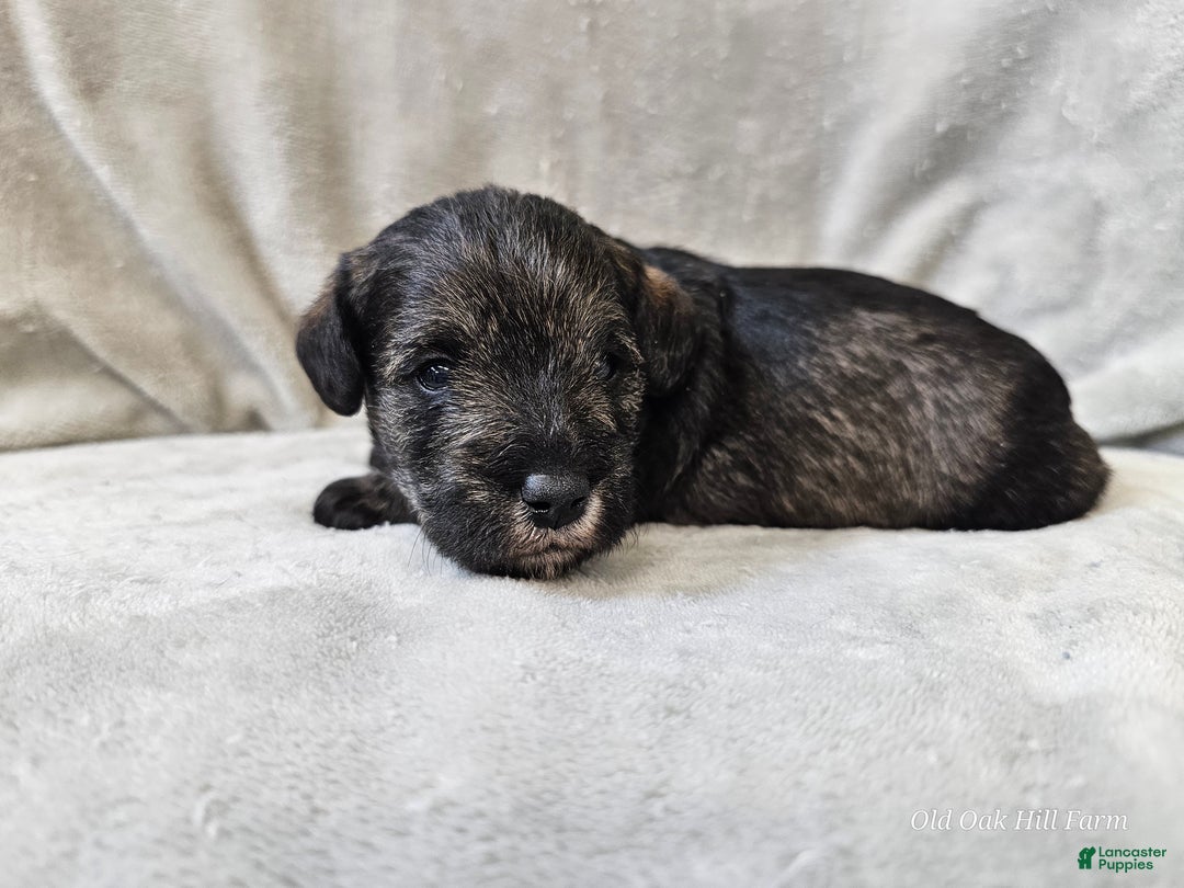 Mixed Breed dogs for sale: Kenny - Ad 14