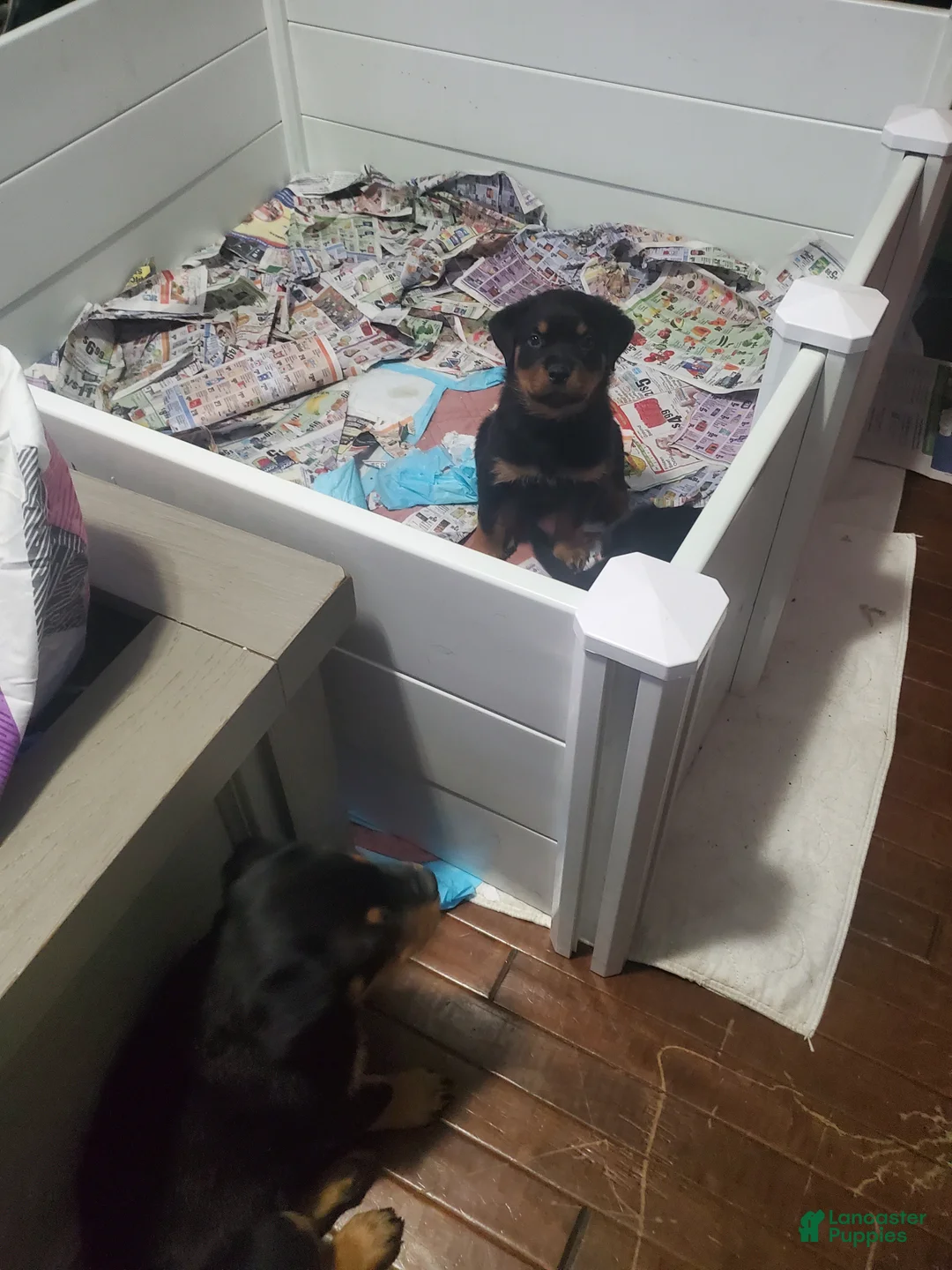 Rottweiler dogs for sale: Green - Ad 1