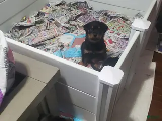 Rottweiler dogs Green - Ad 12