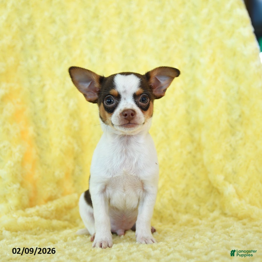 Chihuahua dogs Hershey - Ad 16