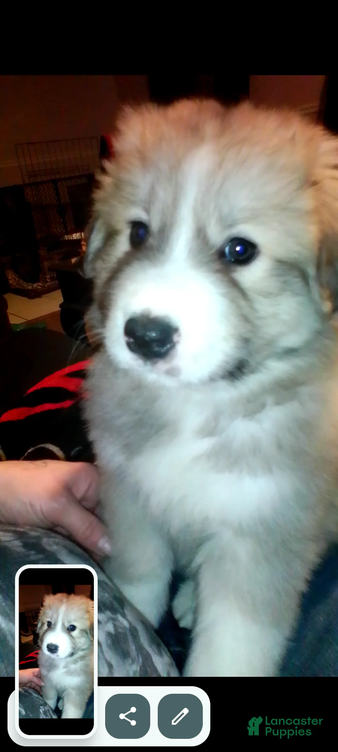 Mixed Breed dogs for sale: Rolly Polly Boy - Ad 21