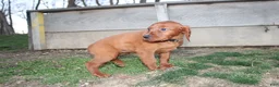 Mixed Breed dogs for sale: Mixed Breed Puppy 3 - Ad 6