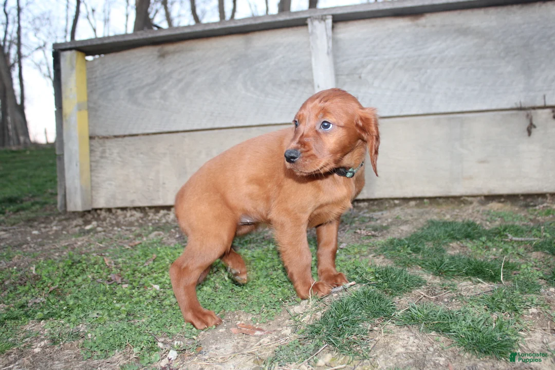 Mixed Breed dogs for sale: Mixed Breed Puppy 3 - Ad 6