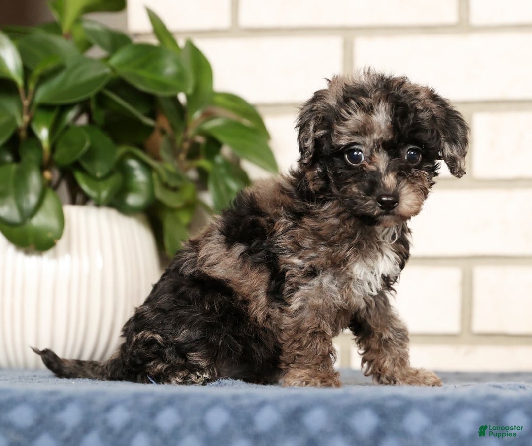 Havapoo dogs for sale: Evelyn - Ad 4