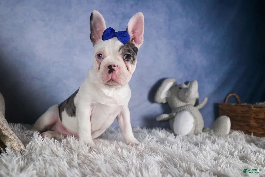 Frenchton dogs for sale: ISAAC - Ad 10