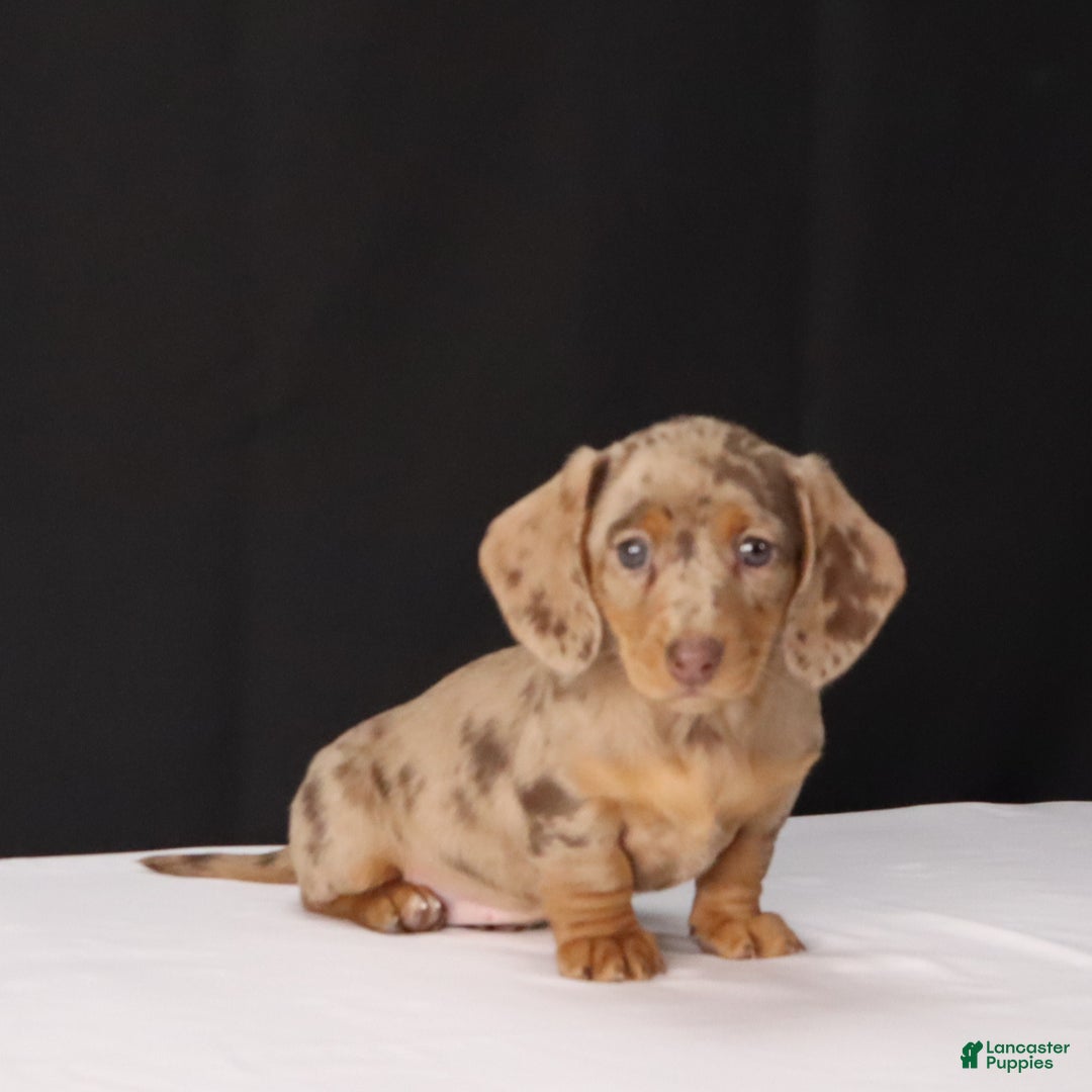 Dachshund dogs for sale: Twila - Ad 7