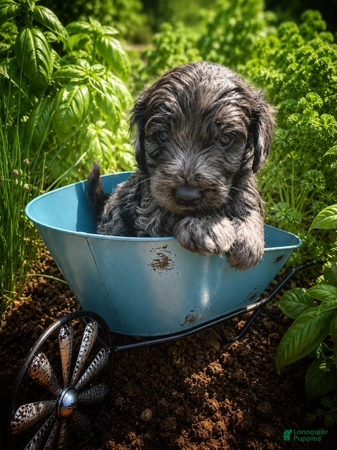 Mini Goldendoodle dogs Parsley - Ad 1