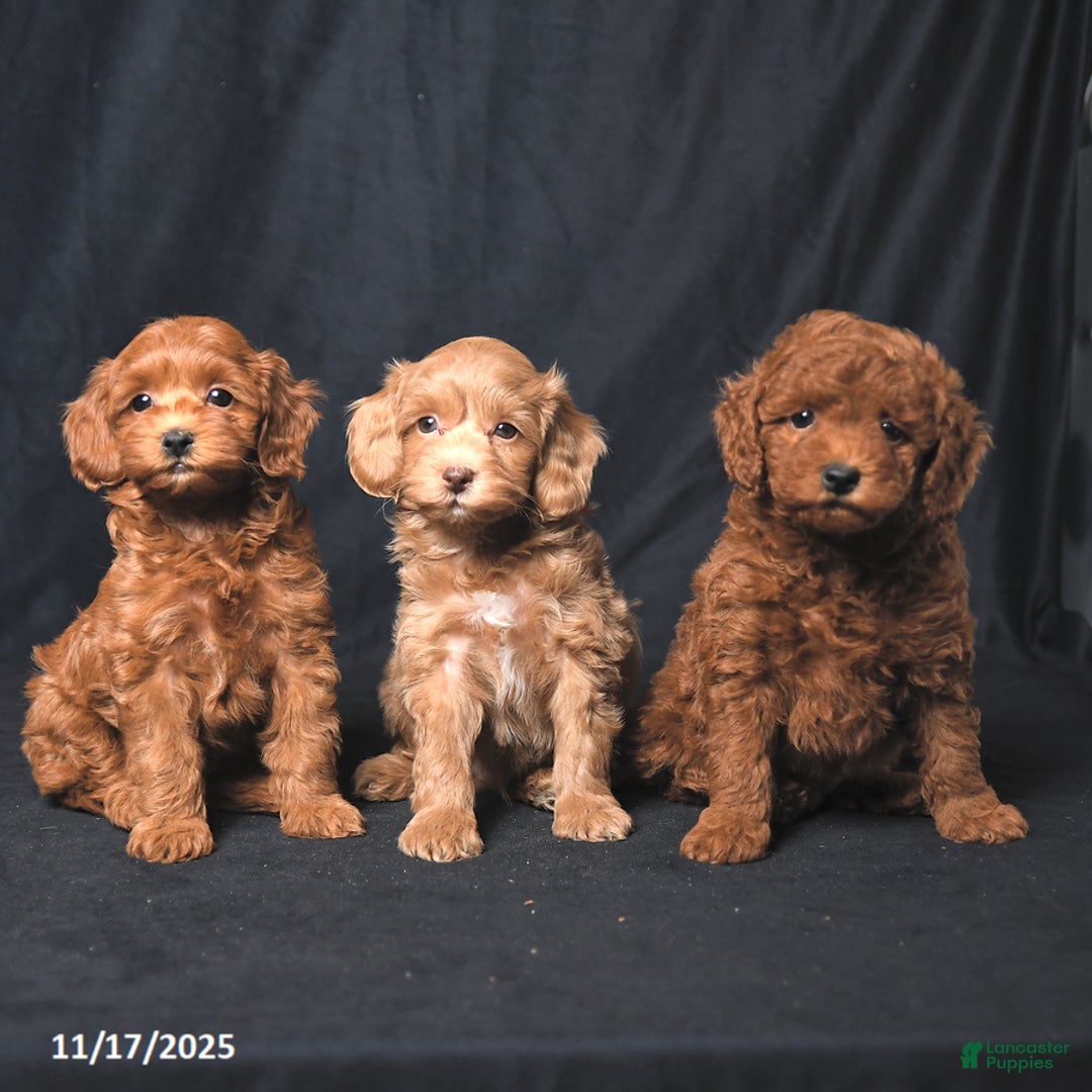 Cockapoo dogs for sale: Zinnia - Ad 5