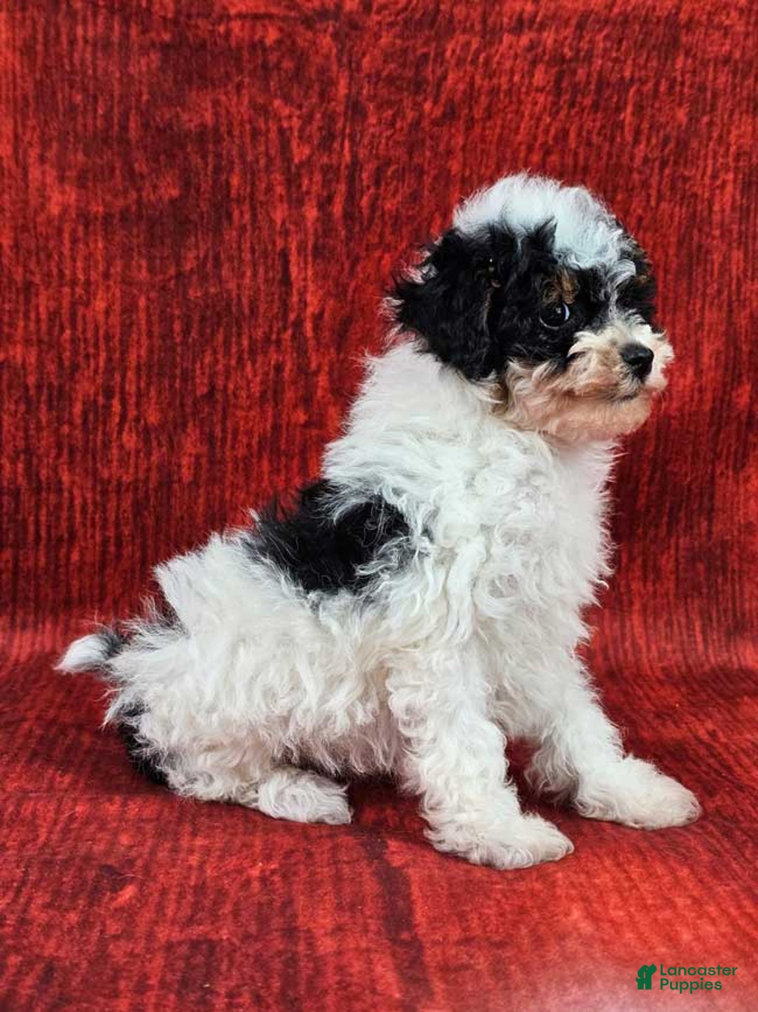 Miniature Poodle dogs for sale: Crispin - Ad 2