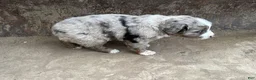 Miniature Australian Shepherd dogs for sale: Blue Eyes Blue Merle Male - Ad 3
